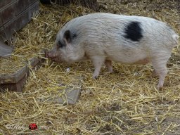 Ostersonntagspaziergang durch den Böhmischen Prater